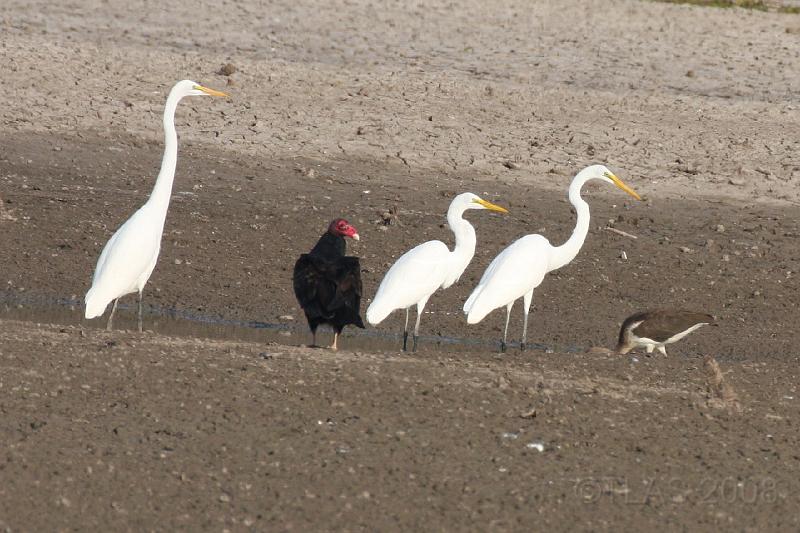 Great Egres_Turkey Vulture_White Ibis 092008 220.jpg